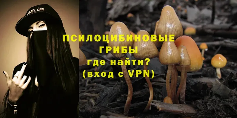 Галлюциногенные грибы Psilocybe  Зеленоградск 